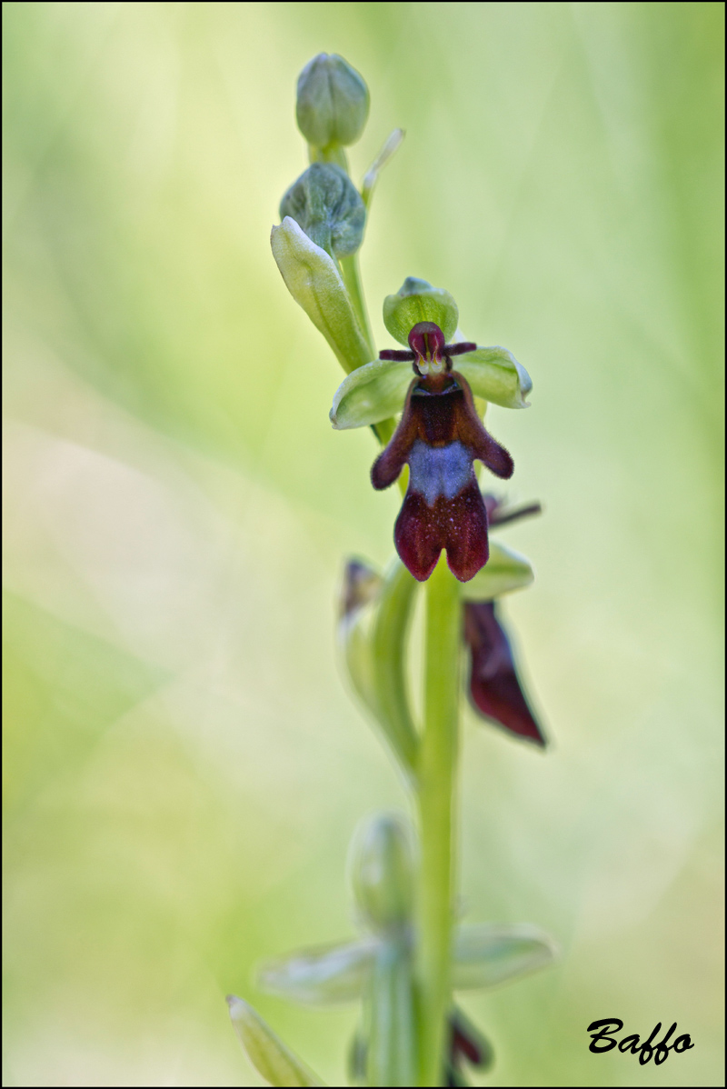 Ophrys insectifera L